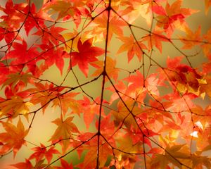 Preview wallpaper maple, branches, leaves, autumn, macro