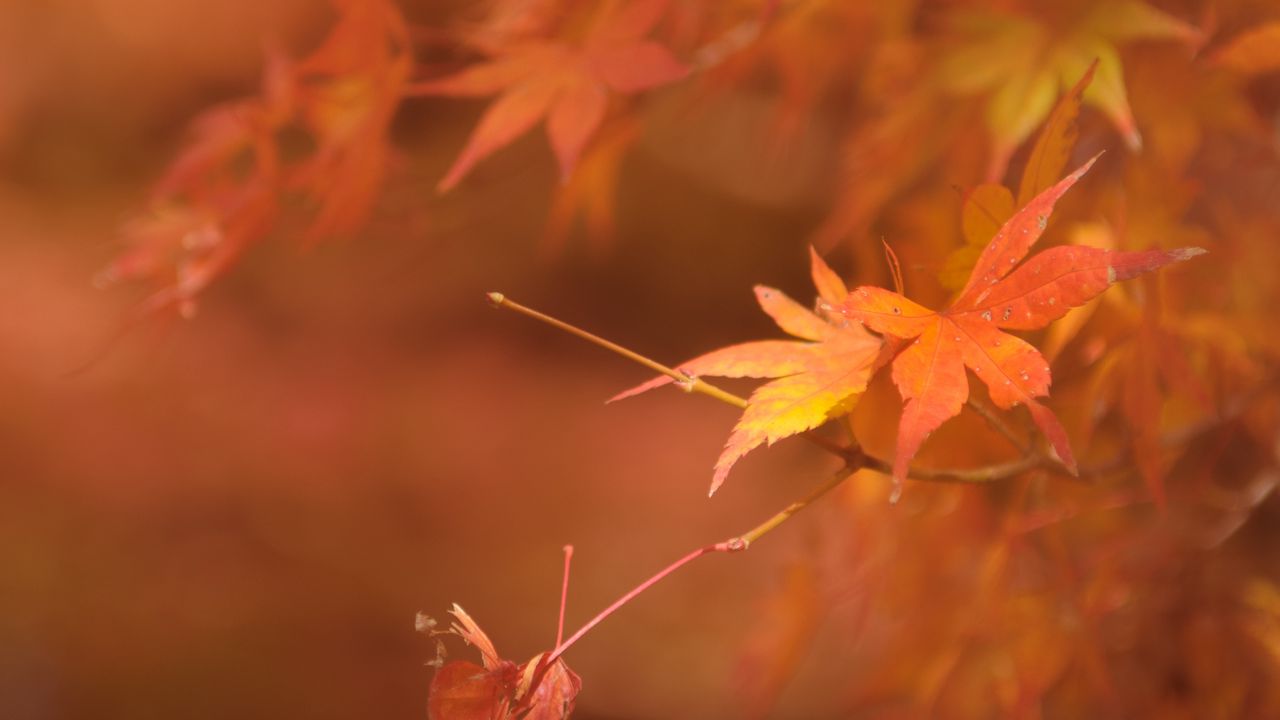 Wallpaper maple, branches, leaves, blur, autumn