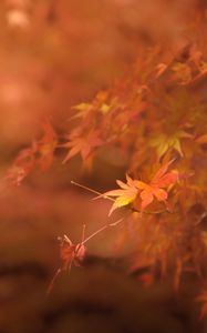 Preview wallpaper maple, branches, leaves, blur, autumn