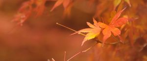 Preview wallpaper maple, branches, leaves, blur, autumn