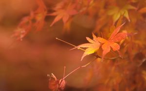 Preview wallpaper maple, branches, leaves, blur, autumn