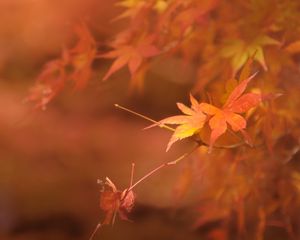 Preview wallpaper maple, branches, leaves, blur, autumn