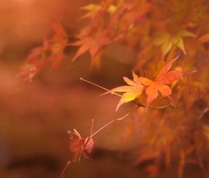 Preview wallpaper maple, branches, leaves, blur, autumn
