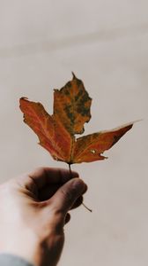 Preview wallpaper maple, hand, leaf, autumn, white