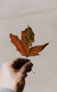Preview wallpaper maple, hand, leaf, autumn, white