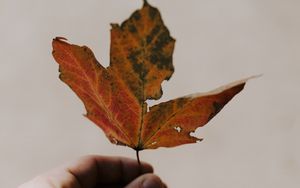 Preview wallpaper maple, hand, leaf, autumn, white