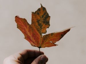 Preview wallpaper maple, hand, leaf, autumn, white