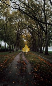 Preview wallpaper maple, leaf, alley, trees, autumn