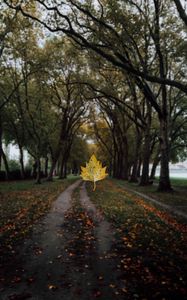 Preview wallpaper maple, leaf, alley, trees, autumn