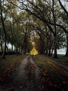 Preview wallpaper maple, leaf, alley, trees, autumn