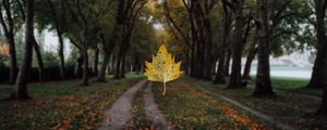Preview wallpaper maple, leaf, alley, trees, autumn