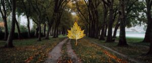 Preview wallpaper maple, leaf, alley, trees, autumn