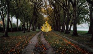 Preview wallpaper maple, leaf, alley, trees, autumn