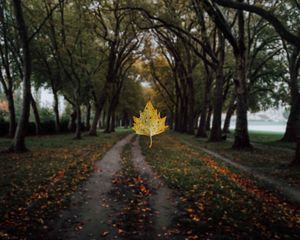 Preview wallpaper maple, leaf, alley, trees, autumn