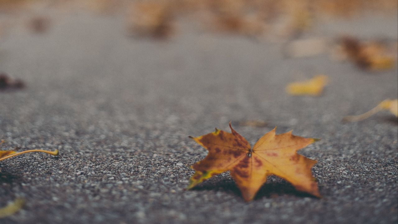 Wallpaper maple leaf, asphalt, fallen leaves, blur