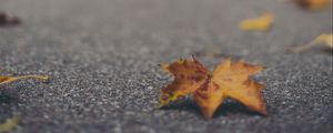 Preview wallpaper maple leaf, asphalt, fallen leaves, blur