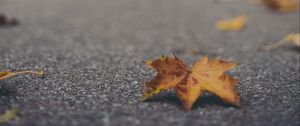 Preview wallpaper maple leaf, asphalt, fallen leaves, blur