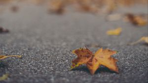 Preview wallpaper maple leaf, asphalt, fallen leaves, blur