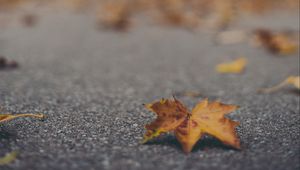 Preview wallpaper maple leaf, asphalt, fallen leaves, blur