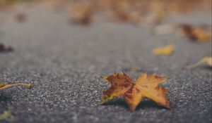 Preview wallpaper maple leaf, asphalt, fallen leaves, blur