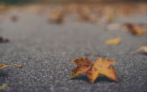 Preview wallpaper maple leaf, asphalt, fallen leaves, blur