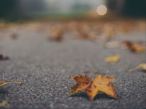 Preview wallpaper maple leaf, asphalt, fallen leaves, blur