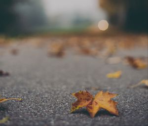 Preview wallpaper maple leaf, asphalt, fallen leaves, blur