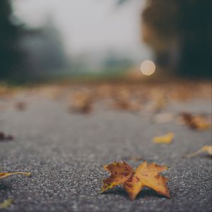 Preview wallpaper maple leaf, asphalt, fallen leaves, blur