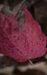 Preview wallpaper maple, leaf, autumn, fallen