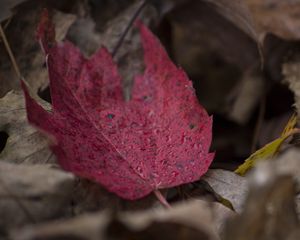 Preview wallpaper maple, leaf, autumn, fallen