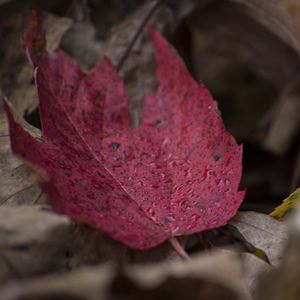 Preview wallpaper maple, leaf, autumn, fallen