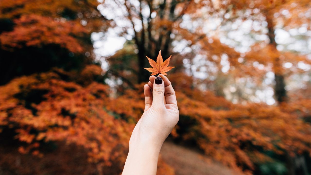 Wallpaper maple, leaf, autumn, hand