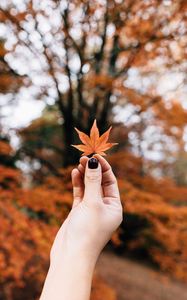 Preview wallpaper maple, leaf, autumn, hand