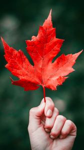 Preview wallpaper maple, leaf, autumn, hand