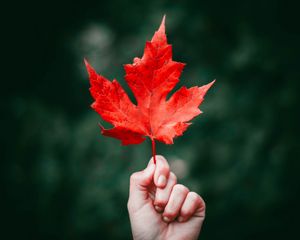Preview wallpaper maple, leaf, autumn, hand