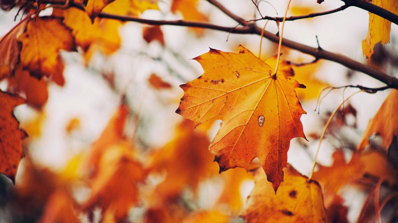 Wallpaper maple, leaf, autumn, branches