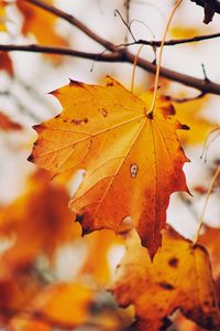 Preview wallpaper maple, leaf, autumn, branches