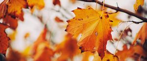 Preview wallpaper maple, leaf, autumn, branches