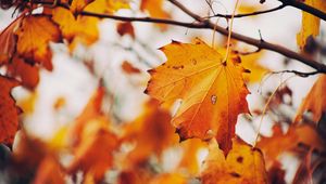 Preview wallpaper maple, leaf, autumn, branches