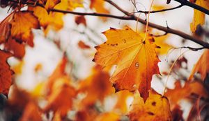 Preview wallpaper maple, leaf, autumn, branches