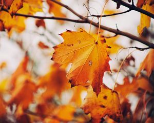 Preview wallpaper maple, leaf, autumn, branches