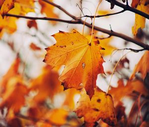 Preview wallpaper maple, leaf, autumn, branches