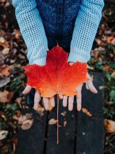 Preview wallpaper maple, leaf, autumn, hands, sweater