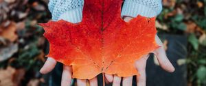 Preview wallpaper maple, leaf, autumn, hands, sweater