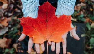 Preview wallpaper maple, leaf, autumn, hands, sweater