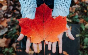 Preview wallpaper maple, leaf, autumn, hands, sweater