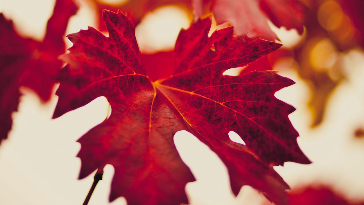 Wallpaper maple leaf, autumn, blur, red