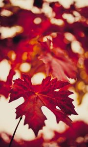 Preview wallpaper maple leaf, autumn, blur, red