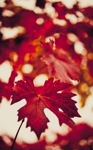 Preview wallpaper maple leaf, autumn, blur, red