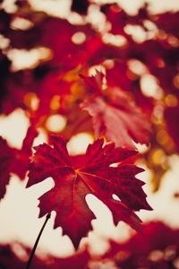 Preview wallpaper maple leaf, autumn, blur, red